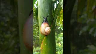 ගොළුබෙල්ලන් 🐌🐌🐌