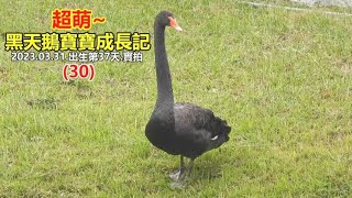 超萌~黑天鵝寶寶成長記 2023.03.31.出生第37天.實拍(30) 4k