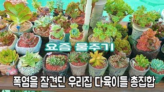 여름 폭염을 잘견디어준 울집다육 총집합해서 요즘 물주기도 알아봐요 ❤🎵🎶Succulents