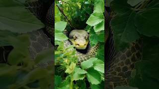 Wow 😱Seram..‼️🥶 #snake #animals #anime #ular #seram #edit #video #foryou #shorts #youtubeshorts #fyp