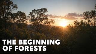 When Trees Took Over the World | Full Documentary