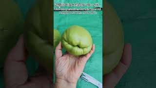 佛手瓜长得太老了？其实别有风味。Mature chayote have nice flavors. #chayote #佛手瓜 #balconygardening #阳台种菜 #gardening