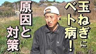 【自然農】悲報！早生玉ねぎ　ベト病発生！対策は？　2023年2月17日  【natural farming】