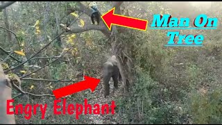 Asian Engry Elephant Attack||Elephant Attack||Elephant Elephant||Wildlife Animals@Wildelephandfamily