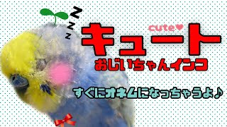 キュートおじいちゃんインコ（すぐにオネムになっちゃうよ♪編）《16歳のおじいちゃんセキセイインコ愛ちゃん日記》16-year-old budgerigar Ai-chan diary