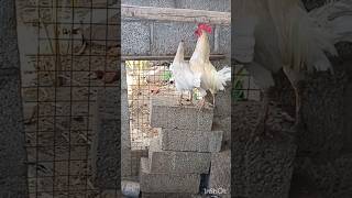 கூறுகெட்ட கோழியால பேரு கெட்டு போனது தான் மிச்சம்......🙂🙂 #kozhi_koothugal #funny_chicken