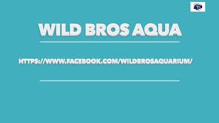 【 野人水族 Wild Bros Aqua 】Greenwoodochromis christyi  野生.鑽石亞里特斯12-13cm