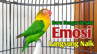 BARU DENGAR SESAAT LOVEBIRD MANAPUN LANGSUNG TERPANCING, EMOSI NAIK NYAUT NGEKEK PANJANG