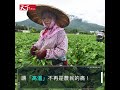 【封面故事搶先看】 一朵蘭花背後的氣候戰爭