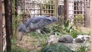 shoebill、竹をくわえて運ぶハシビロコウ