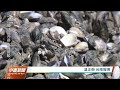 忽高溫又突大雨 文蛤死、白蝦病養殖業者苦｜20220603 公視中晝新聞