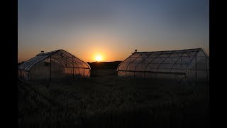 Nighttime Heat Stress on Wheat