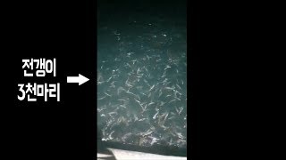 물반고기반 물고기들의 집단 이상행동, 바다에 변화가 생기고있다 The half is water and the other half are fishes