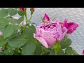 vol.116ラブリーローズ*午後の薔薇～佳境に入った小さなバラのテラス✽薔薇三昧だったゴールデンウィークの終わりに…✻ バラの庭 バラ rose ガーデニングvlog