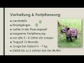 der tapir