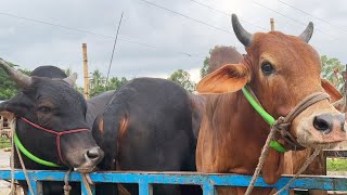 cow unloading, cow videos, cow video, big cow, goru hamba cow, Ep - 316