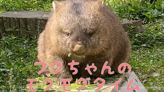 【wombat】フクちゃんのモグモグタイム☆(Fuku's eating time)