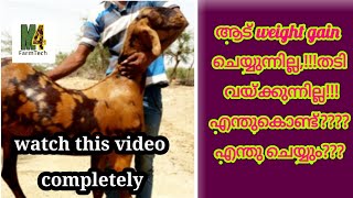 why don't goats gain weight ||എന്തുകൊണ്ടാണ്  ആടുകള്  weight gain  ചെയ്യാത്തത്||M4 FarmTech