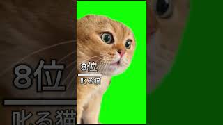 最強猫ミームランキング#猫#猫ミーム#ランキング#shorts