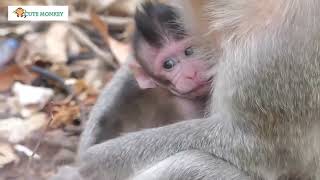 残酷だ！ 母猿の手から誘拐された赤ちゃん猿、かわいそうな赤ちゃん猿は虐待されて気を失った