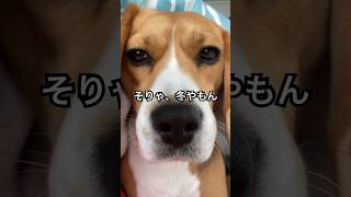 寒くて布団から出れない飼主とビーグル犬 #dog #いぬ