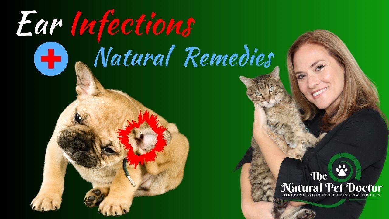 Natural Remedies For Dog And Cat Ear Infections - Holistic Vet Advice ...