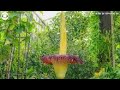 Corpse flower blooms on rare occasion at garden in London