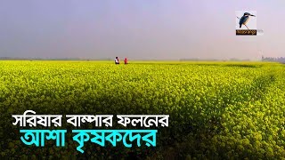 সরিষার বাম্পার ফলনের আশা কৃষকদের