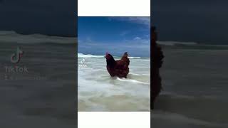 Chicken at the beach! | Sammichicken #shorts