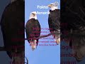 Interesting Facts Of Eagles part 14 #shorts