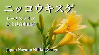 ニッコウキスゲ富士見台車山肩　撮影日2022.7.7 Japan Nagano Nikko Kisuge