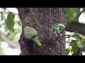 🇮🇳🇮🇳🇮🇳 देखिएँ तोते का घोंसला कैसे मिलता है।blossom headed parakeet nest feeding