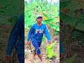 🔴monkey pests caught in a trap in a banana plantation