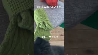 飼い主が見ていないと思ってイタズラするワンコを捉えた #pomeranian #かわいい #ポメラニアン #犬