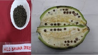 வாழைப்பழ விதையிலிருந்து தேனீர் தயாரிக்கும் மலைவாழ்மக்கள் | Seeded banana Musa species