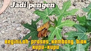 Beginilah proses kupu-kupu berkembang biak😅