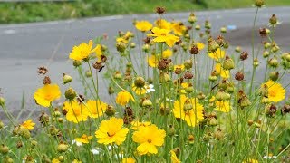 はびこる外来植物、奄美の生態系脅かす