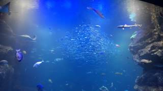 京都水族館 イワシの大群