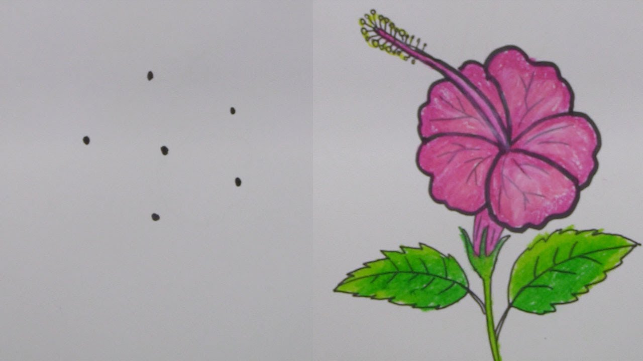 Draw Hibiscus Flower Tutorial Best Flower Site