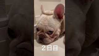 お散歩から帰って来て玄関で果てる犬！ #shorts