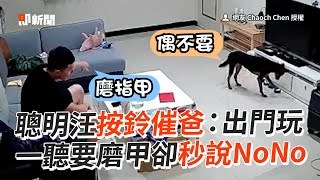 天才神犬按鈴催爸出門玩！一聽磨甲秒回NoNo🤣｜寵物動物｜米克斯｜精選影片