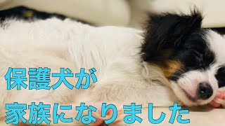 [保護犬保護] 子犬の保護犬が家族になりました！！受け取り後から最初の数日編。