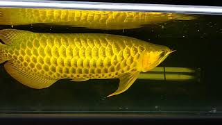 Cross belly red Arowana