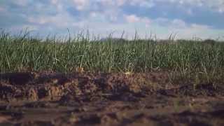 USA ONIONS Seed to Harvest