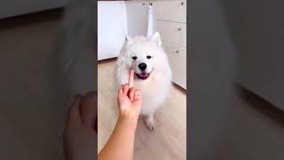 Cute Dogs | Funny Dogs | Random Dogs  - Middle finger #shorts