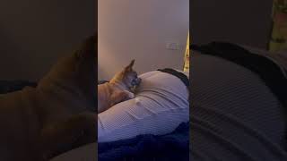 Dog Resting on Man's Butt Gets Annoyed After He Farts - 1321721
