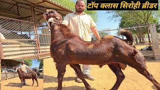 टॉप क्लास सिरोही ब्रीडर | top class sirohi breeder | top class  sirohi bakriya