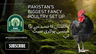 Inside Pakistan’s Largest Poultry Farm: Every Breed You Can Imagine!