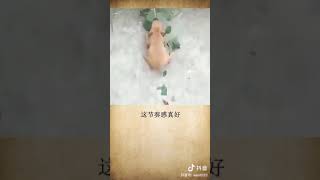 动物蹦迪了