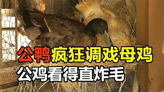 公鴨瘋狂調戲母雞，被抓到少不了一頓“嘿嘿嘿”，公雞看得直炸毛